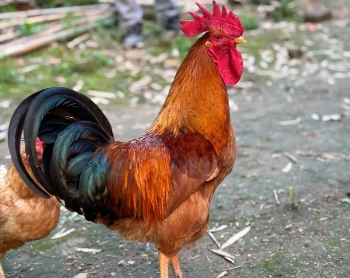 Chicken PHOSPHATIDYLSERINE Chicken PHOSPHATIDYLSERINE