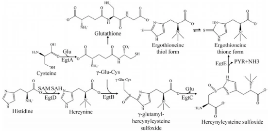 news-556-271 bulk ergothioneine